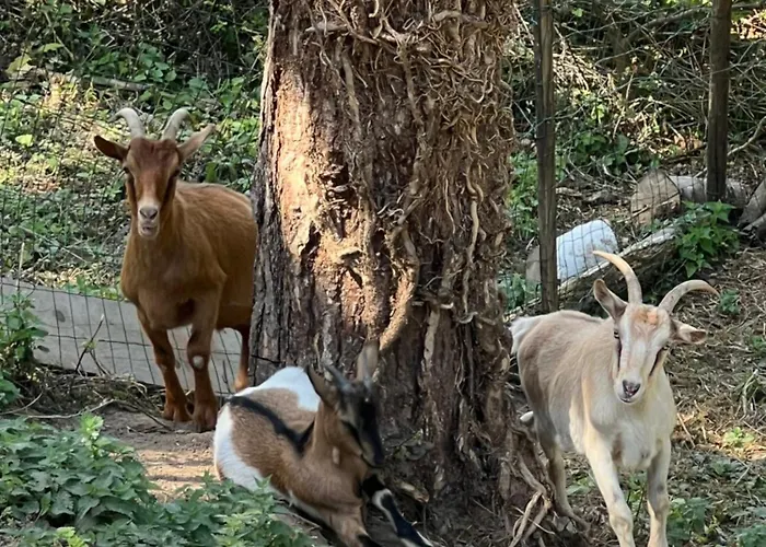 Διαμέρισμα Lumineux Appartement, Jardin, Vu Sur